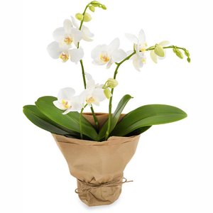 Biały Phalaenopsis